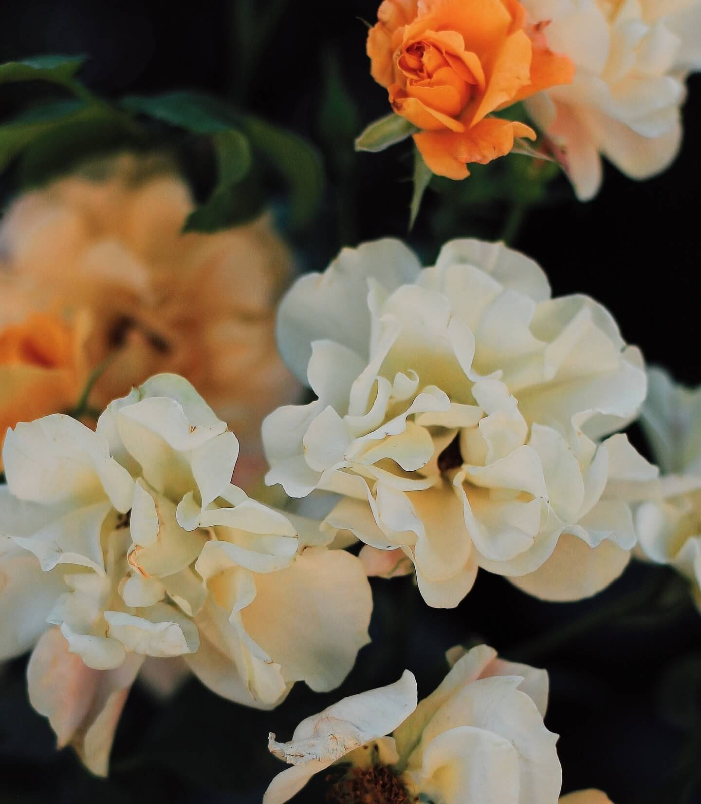 Event Hosting & Master of Ceremony (MC)